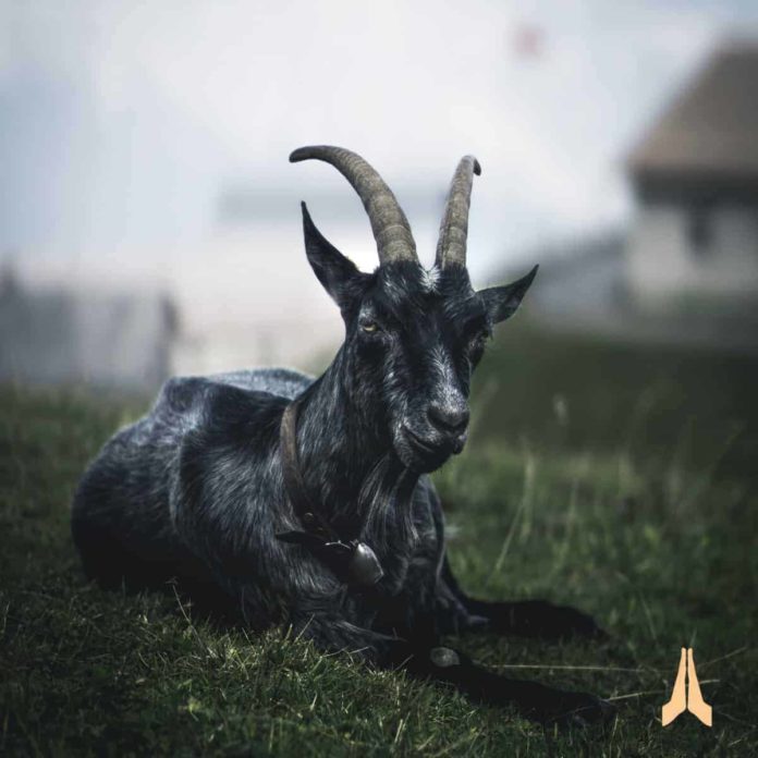 Oracao-da-cabra-preta Oração da cabra preta
